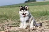 CHIEN FINNOIS DE LAPONIE 503